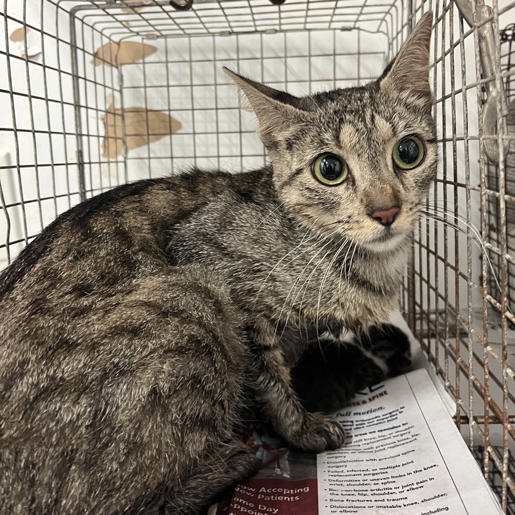 FLOR - Domestic Shorthair available for adoption