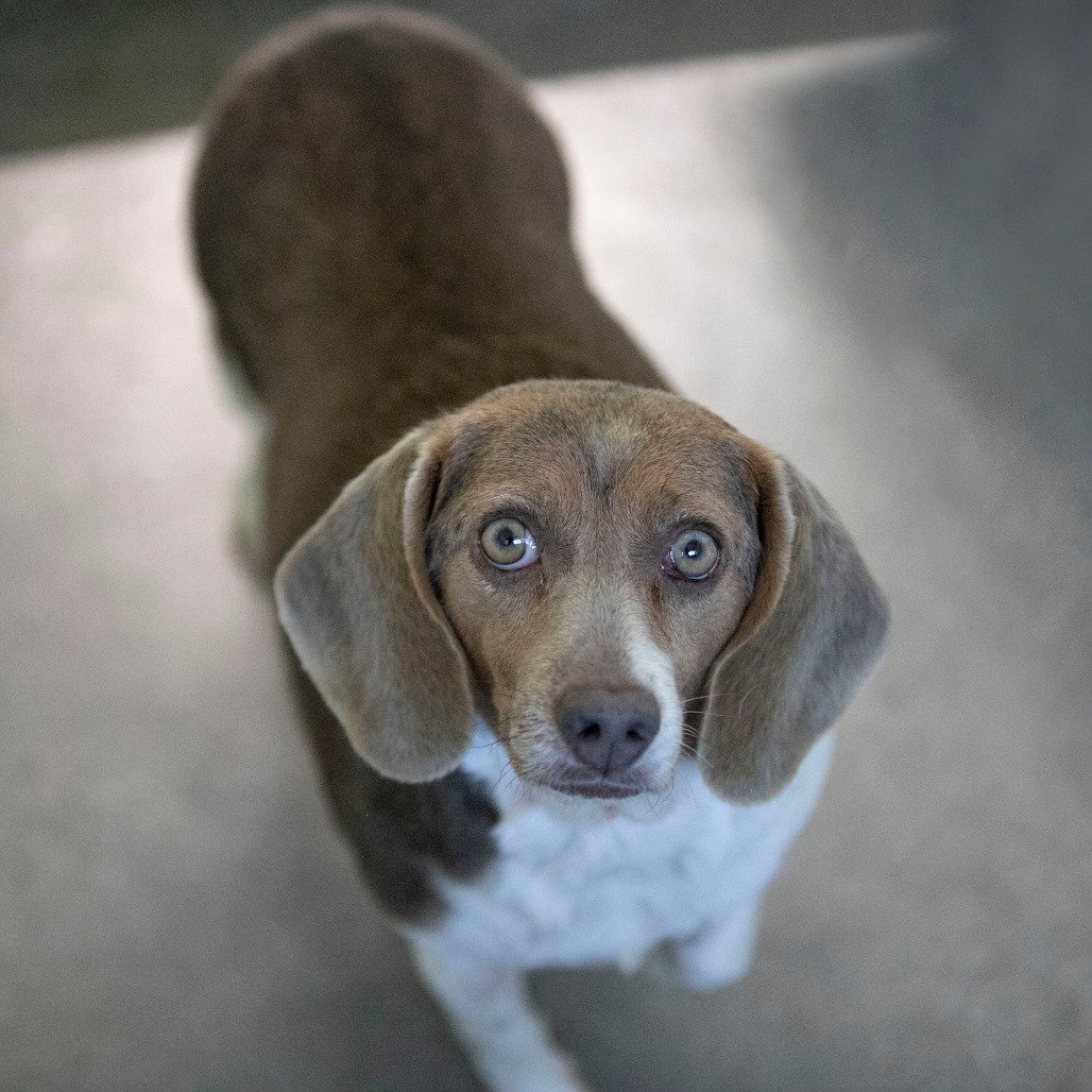 DAWN (S26-131) - Beagle available for adoption