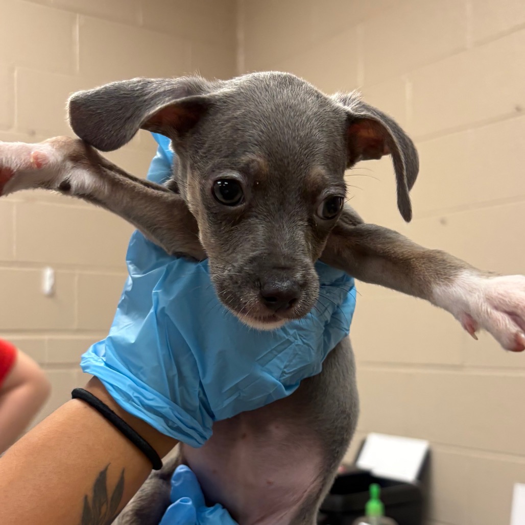 Chihuahua