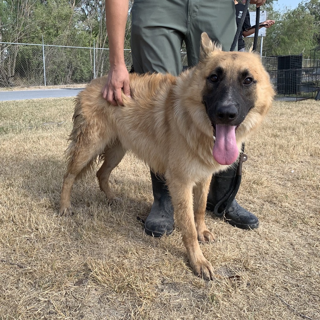 COLT - Shepherd / German available for adoption