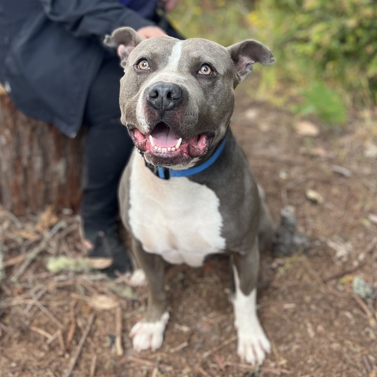 Smokey — thumbnail 3