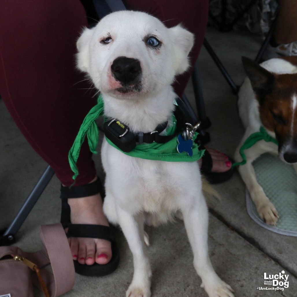 ECHO - Corgi, Cardigan Welsh / Terrier available for adoption