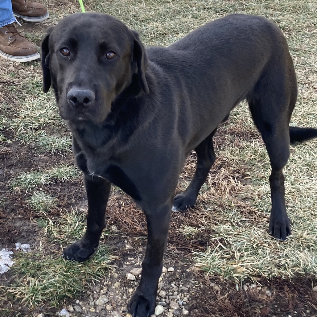 LeBron is available for adoption at Anderson Humane