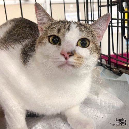 JERSEY - Domestic Shorthair available for adoption