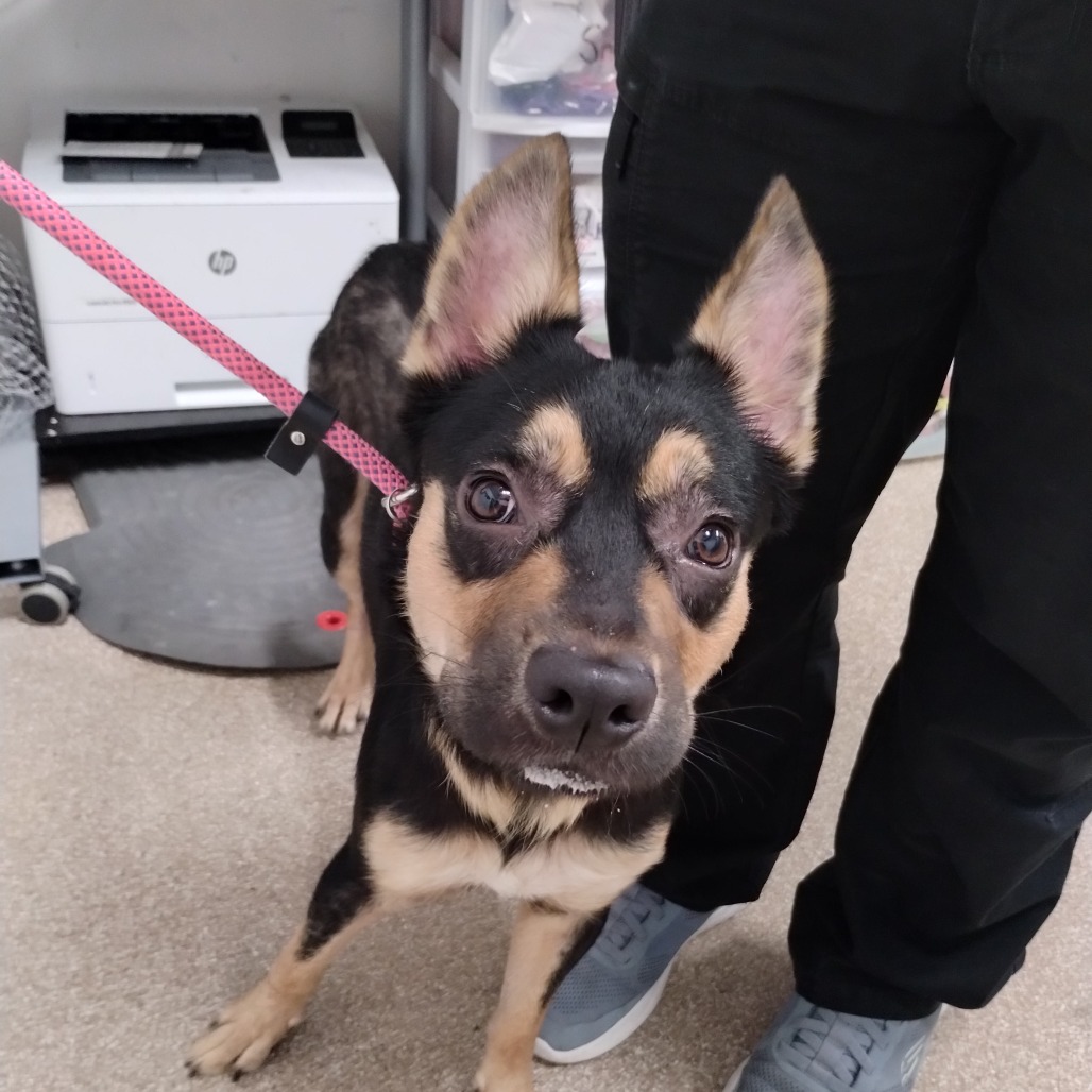 ASTRO - Shepherd, German / Mixed Breed (Medium) available for adoption