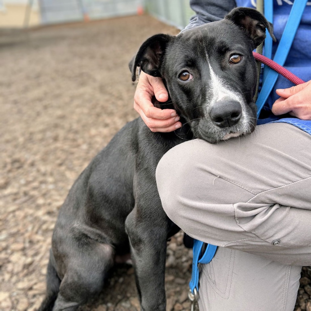 Montclair — thumbnail 3