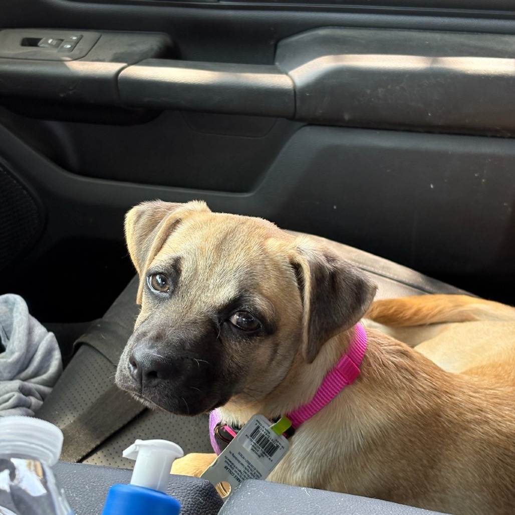 Dolly, photo 5