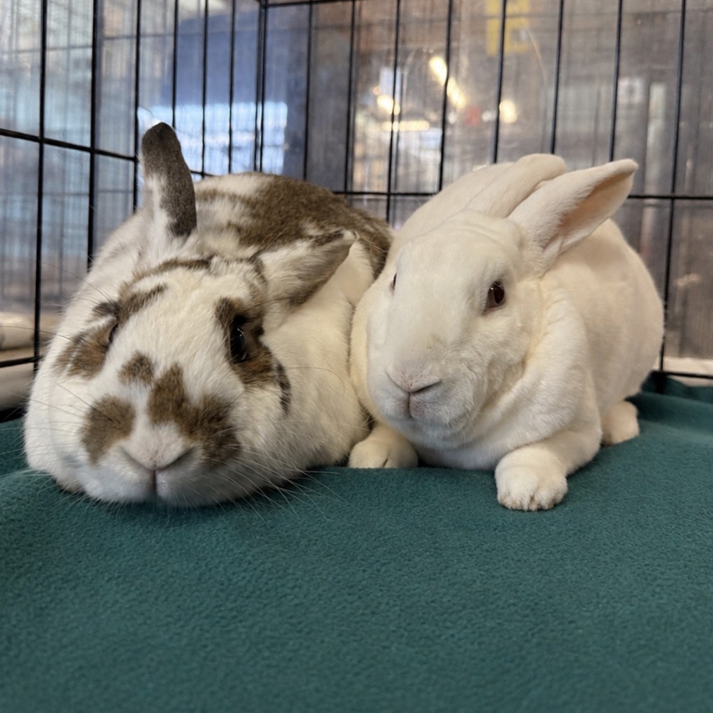 Camilo (bonded to Ms. Peep), photo 9