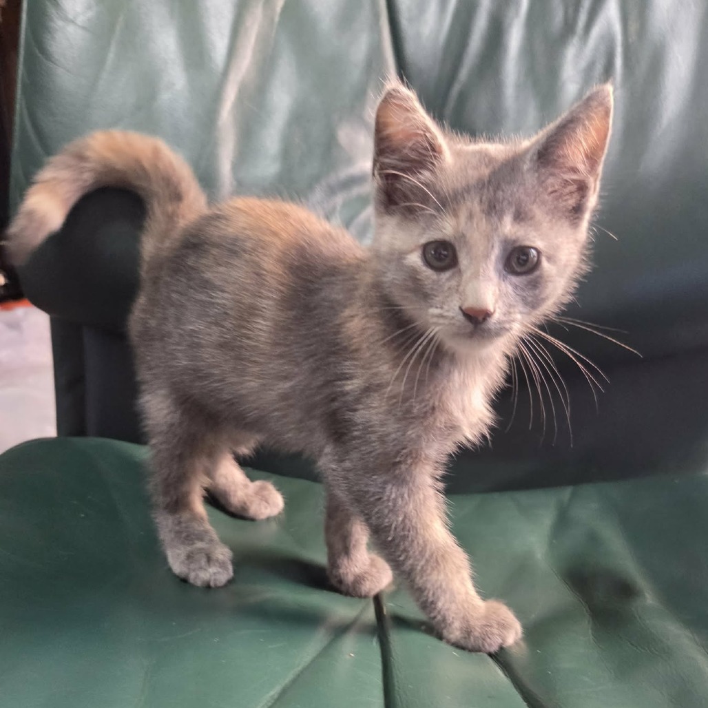 Patches, a Domestic Shorthair