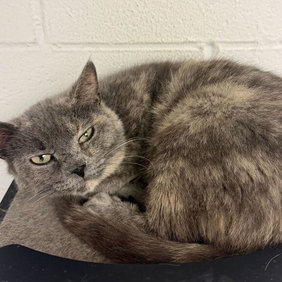JOCELYN - Domestic Shorthair available for adoption