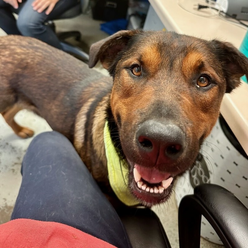 Stallone — thumbnail 3