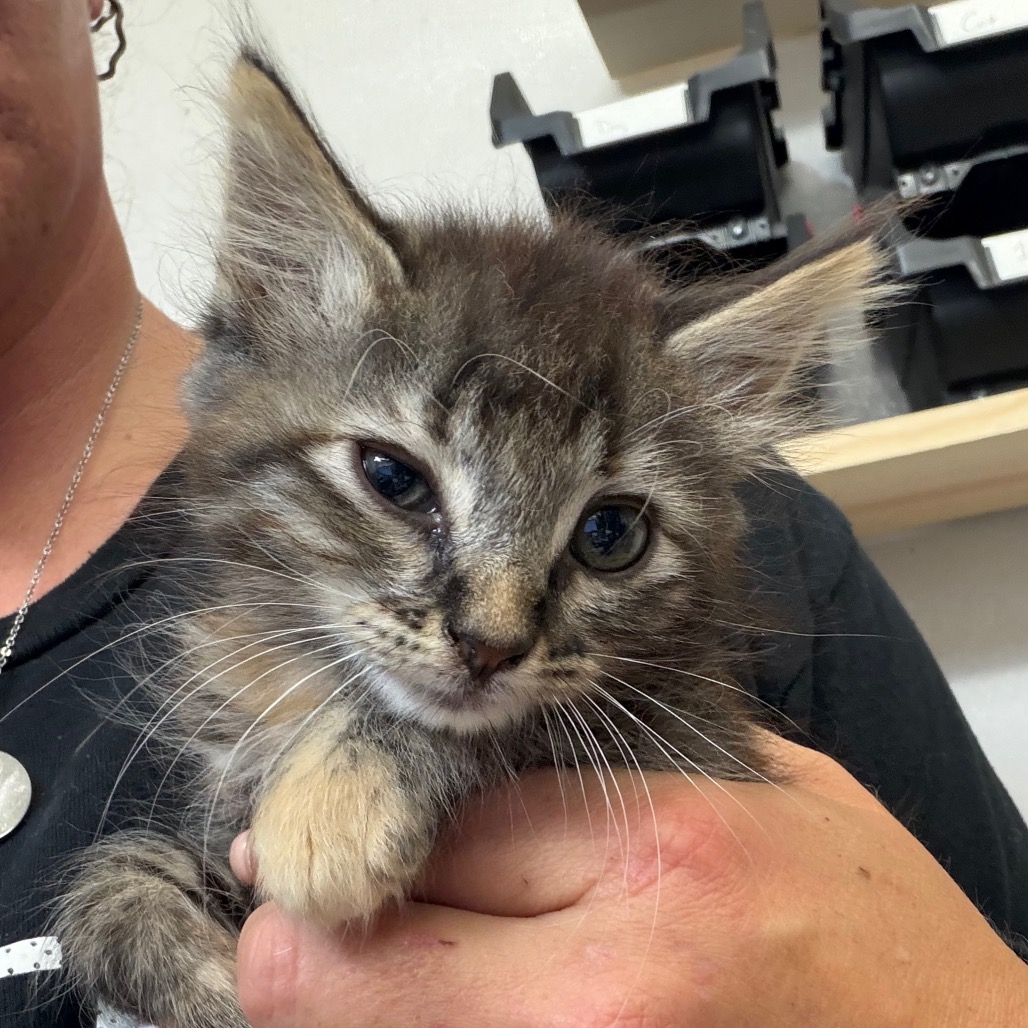 Chloe, an adoptable cat at SPCA-BC