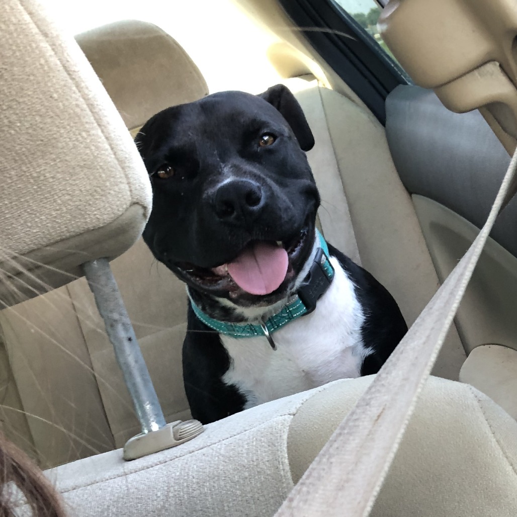 Sarge, photo 9