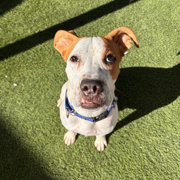 Bodhi: Male 14 Boxer/Mixed Breed (Large)