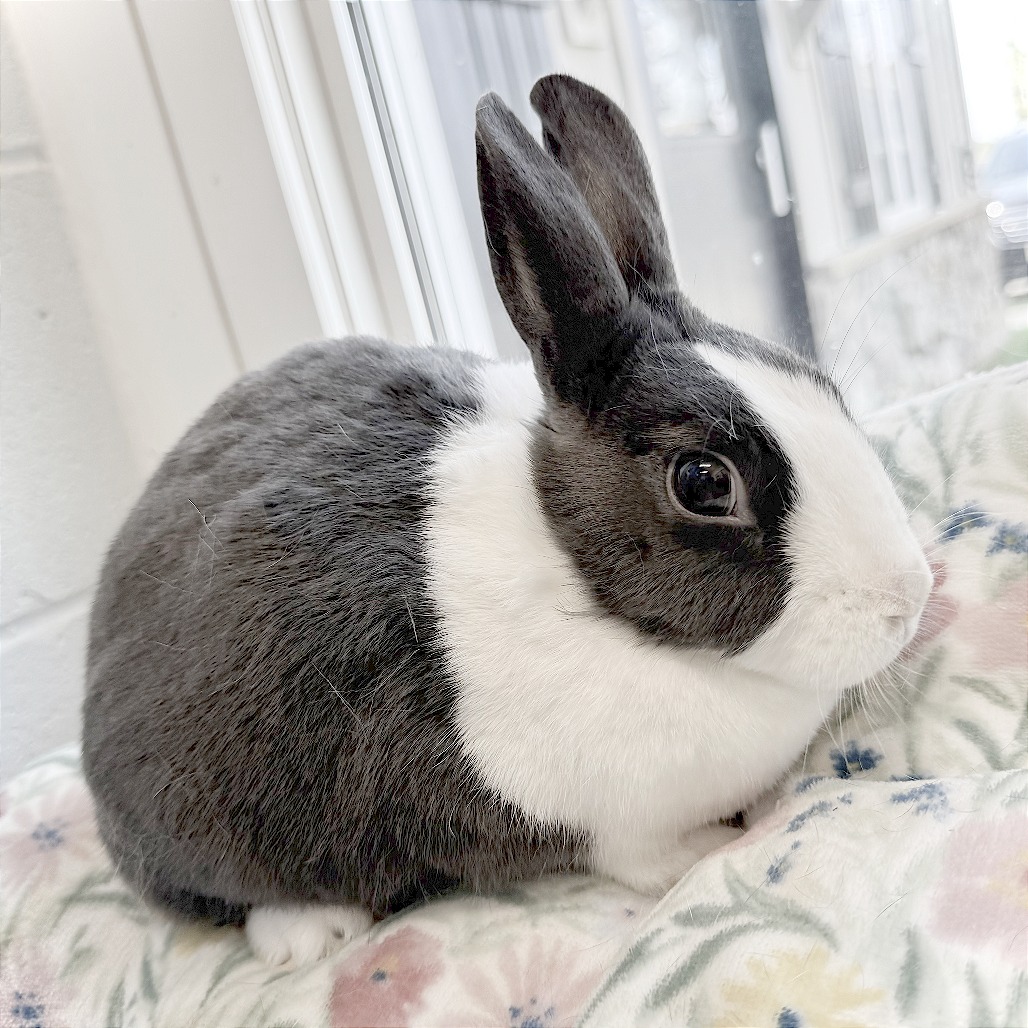 DAISY (IN FOSTER) - Dutch / Rex available for adoption