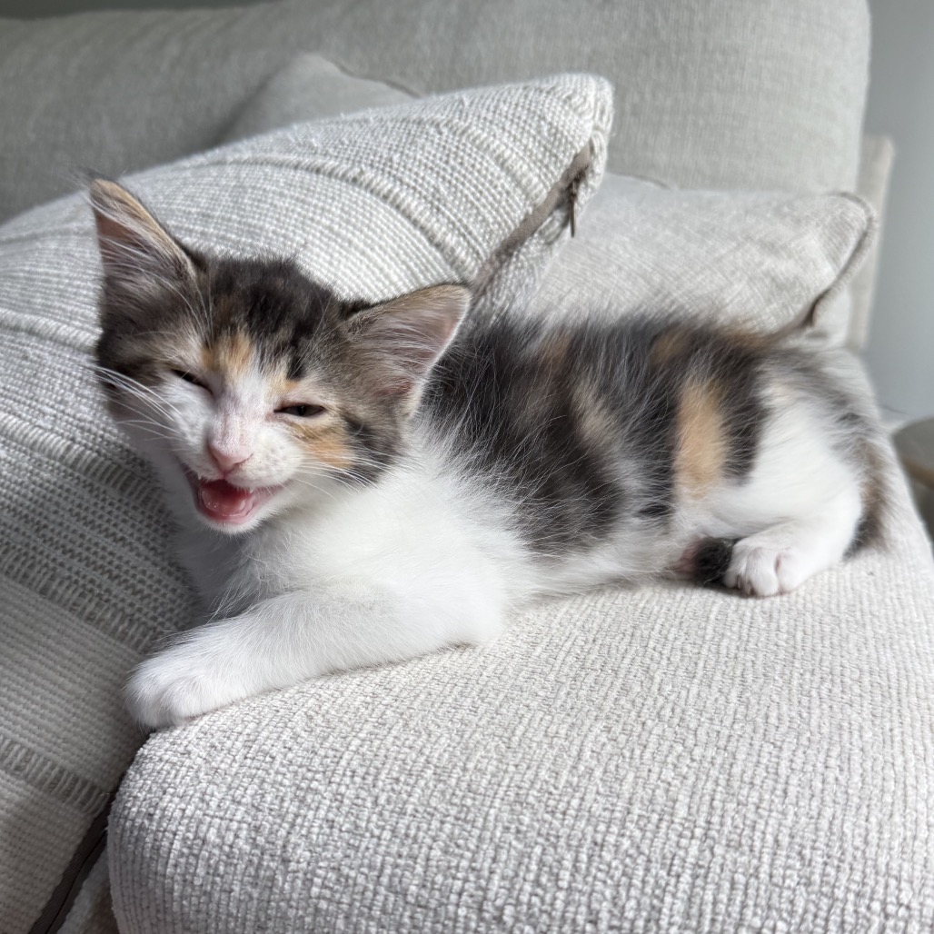 MM FARM PEACHES - Domestic Medium Hair available for adoption