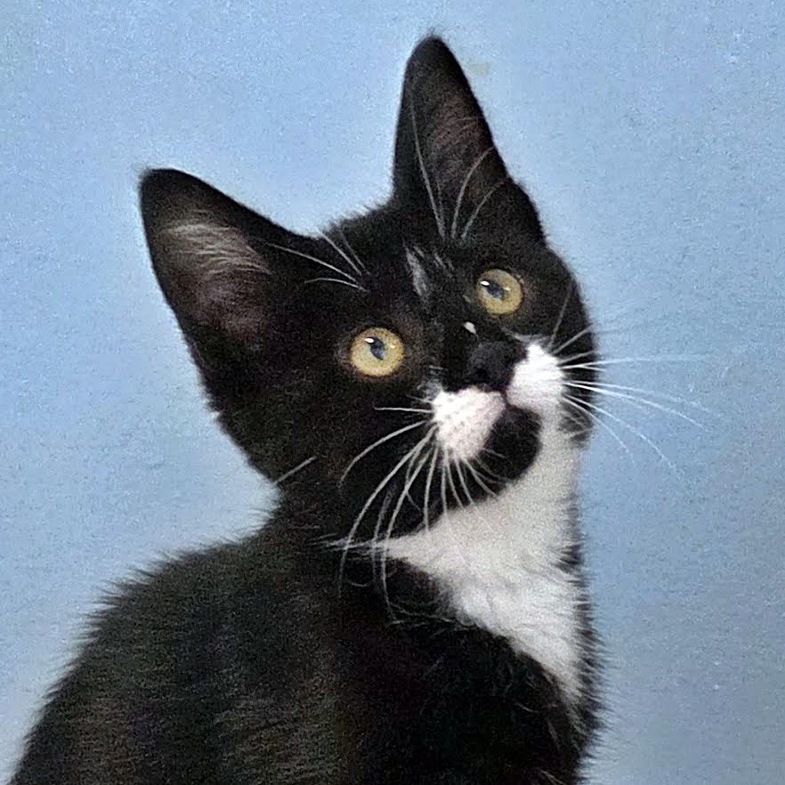 TWEETY-AT PETSMART MADISON EAST - Domestic Shorthair available for adoption