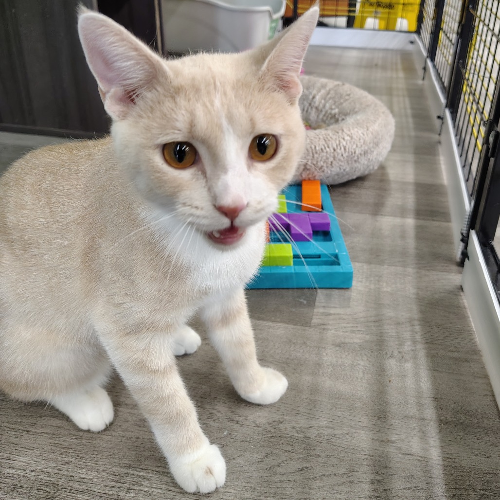 Catarina, a Domestic Shorthair