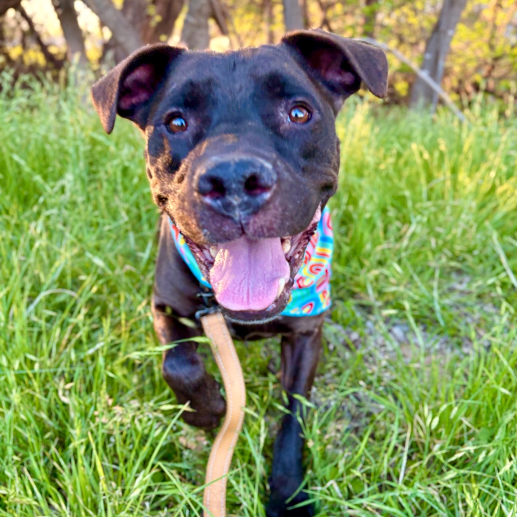 Trombone, adoptable senior dog