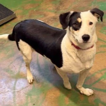JIP - Collie, Border / Pointer available for adoption