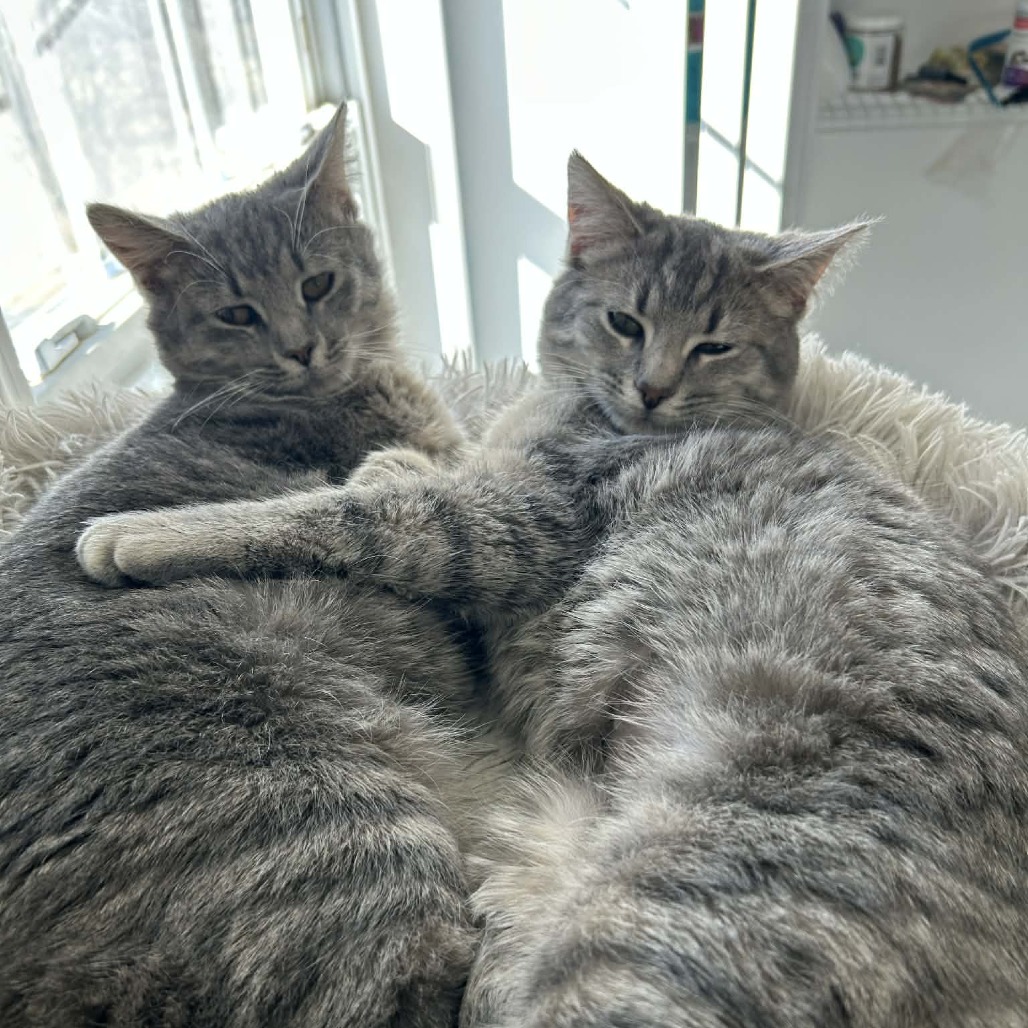 Olive — thumbnail 2