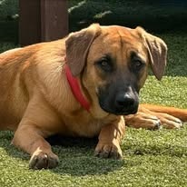 Photo of Cleo/Sammy