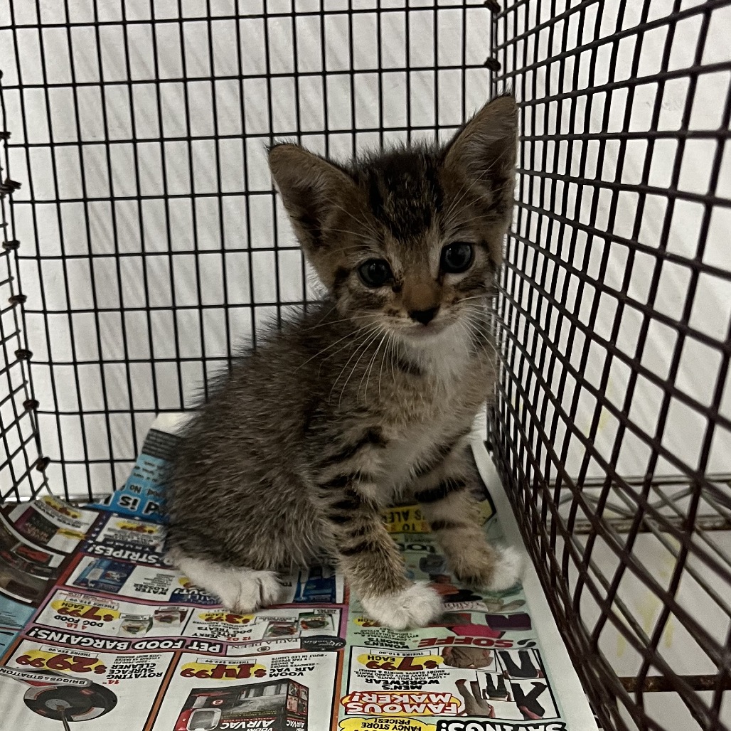 SANTA FE - Domestic Shorthair available for adoption