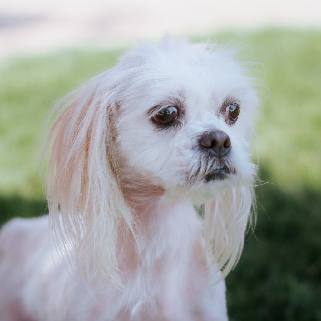 Maltese
