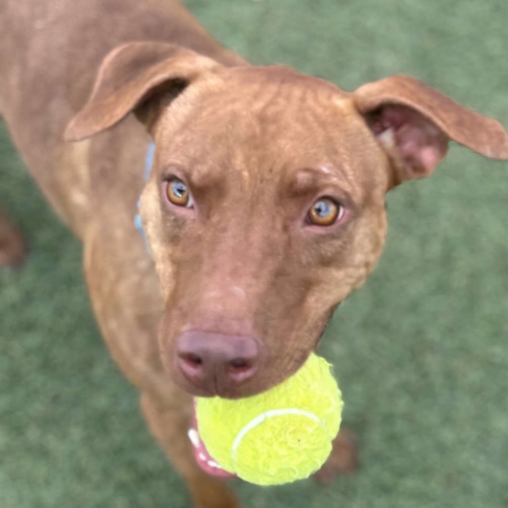 ROCKY - Terrier / Pit Bull for adoption in Henderson