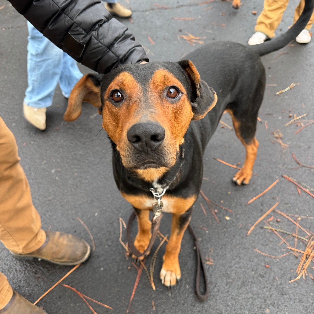 Elvis is available for adoption at Street Dog Hero