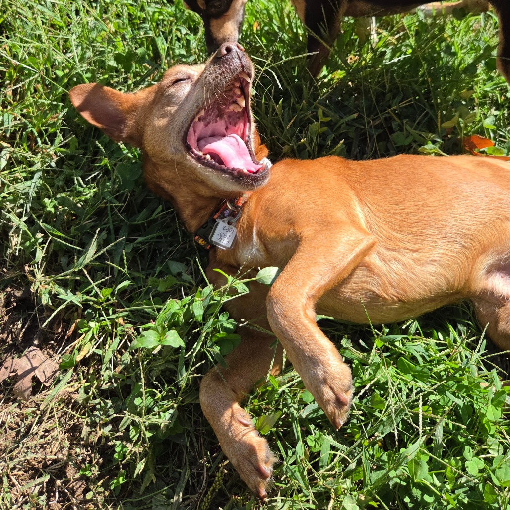 Frito, photo 21