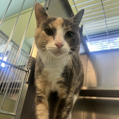SQUASH - Domestic Shorthair available for adoption