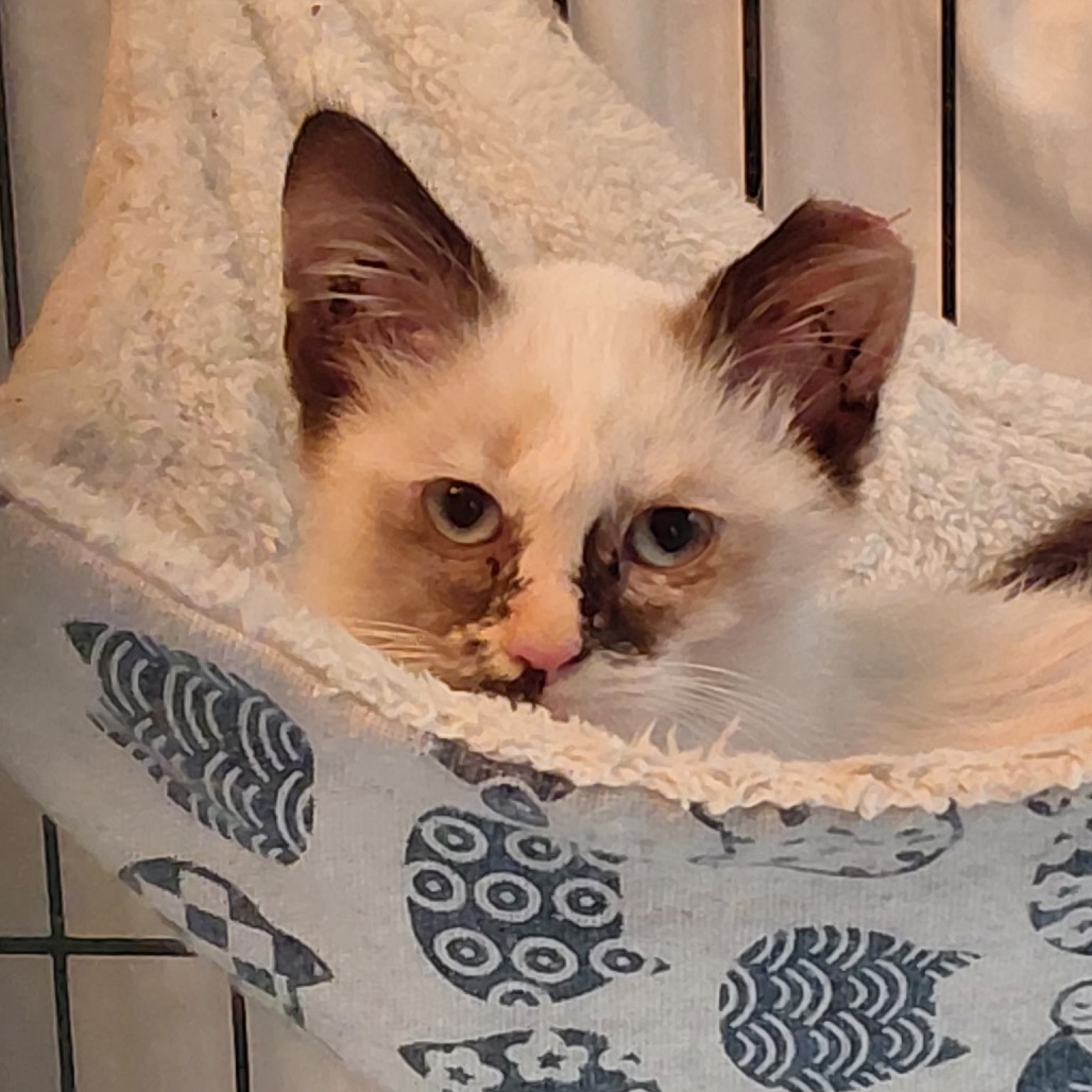 ATHENA - Domestic Shorthair available for adoption