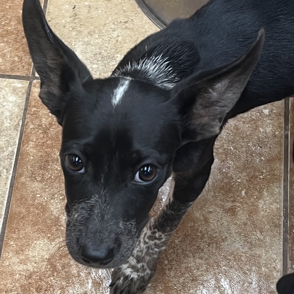 FWT OREO - American Blue Heeler / Terrier, Pit Bull for adoption in Midland