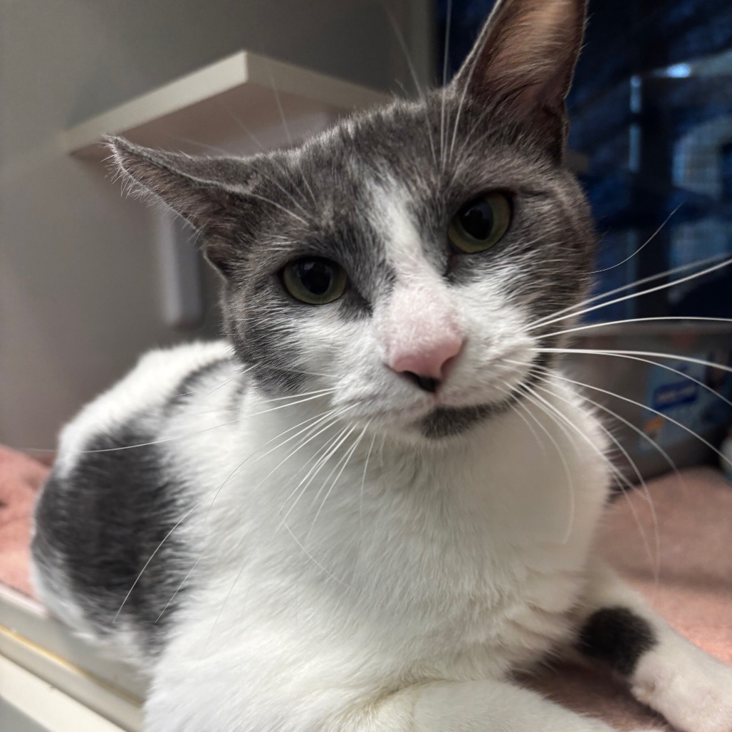 Clawdeen - Domestic Shorthair