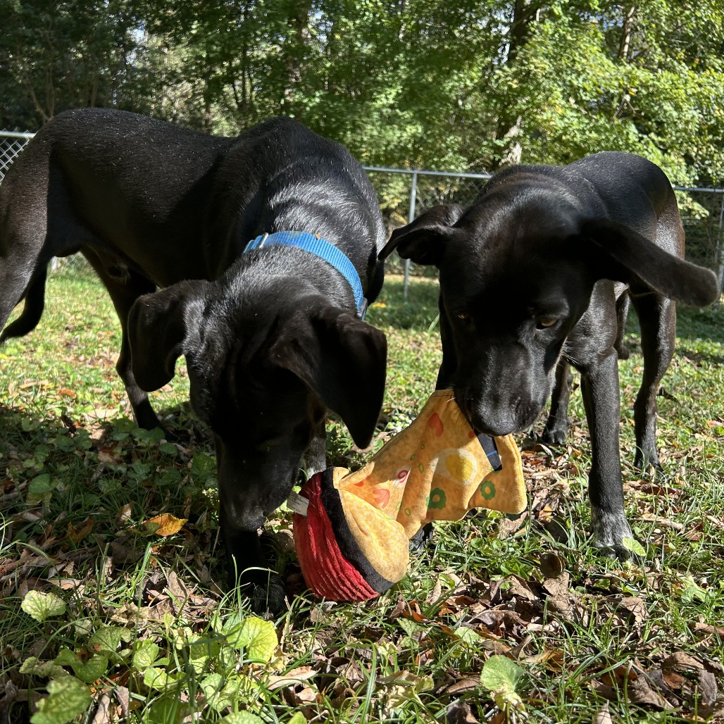 Duke, photo 2