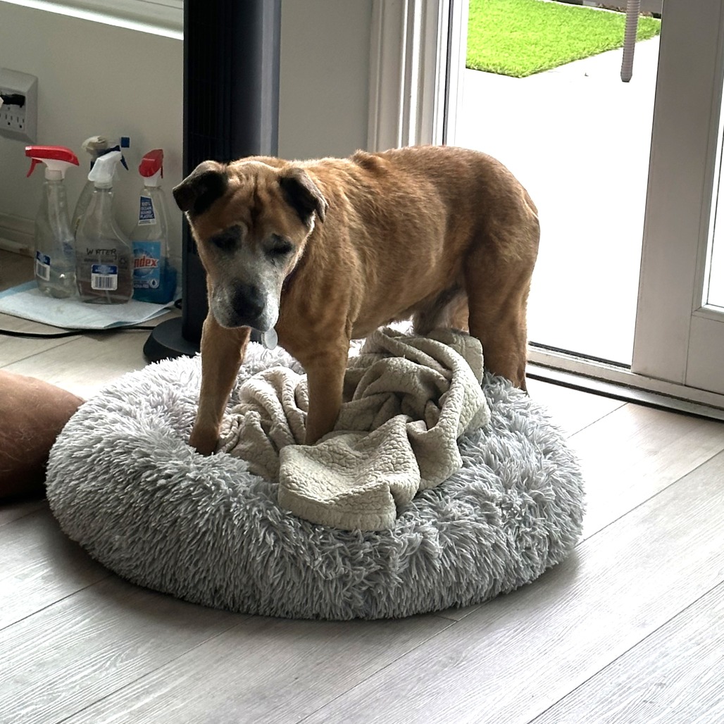Jake, photo 14