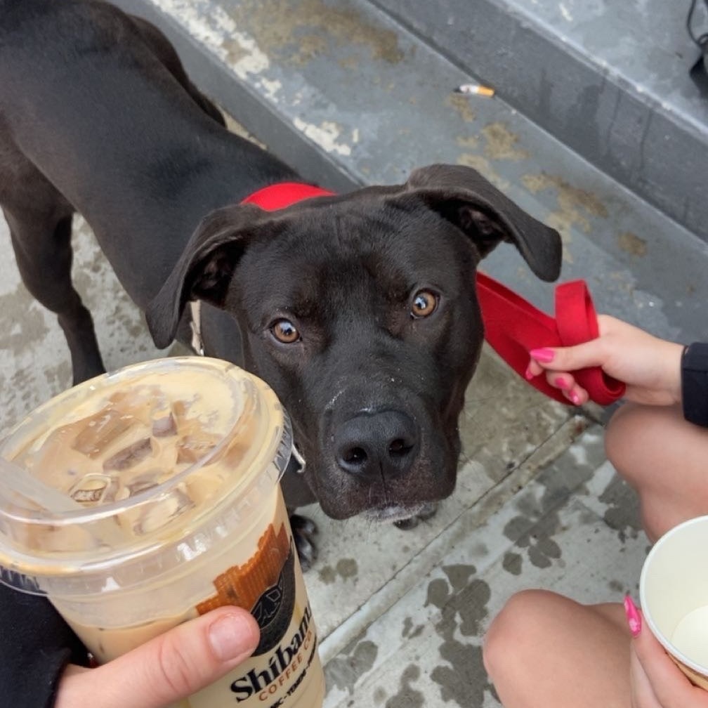 Photo of Brownie Sundae 7