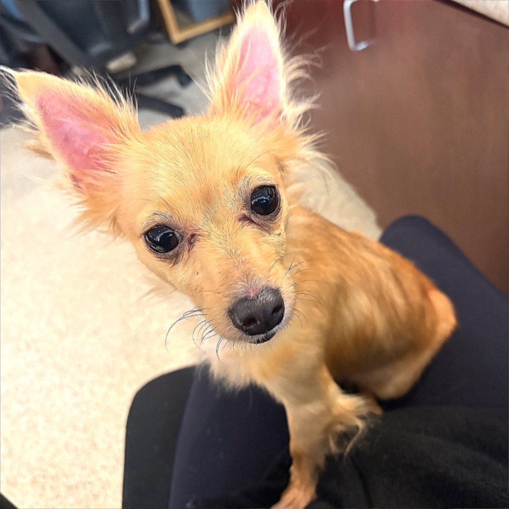 ROOT BEER - Chihuahua / Short Coat available for adoption
