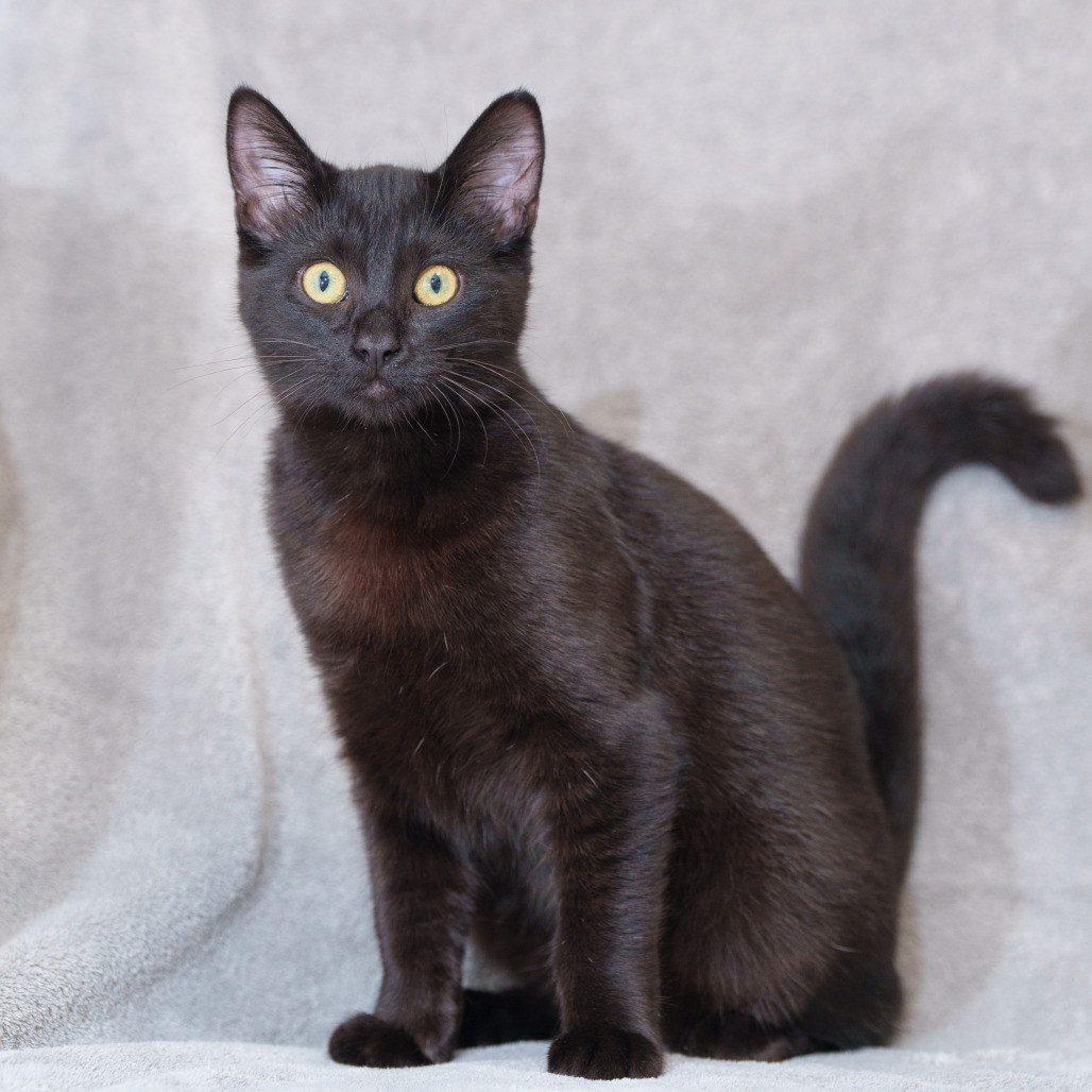 PARUL - Domestic Shorthair available for adoption