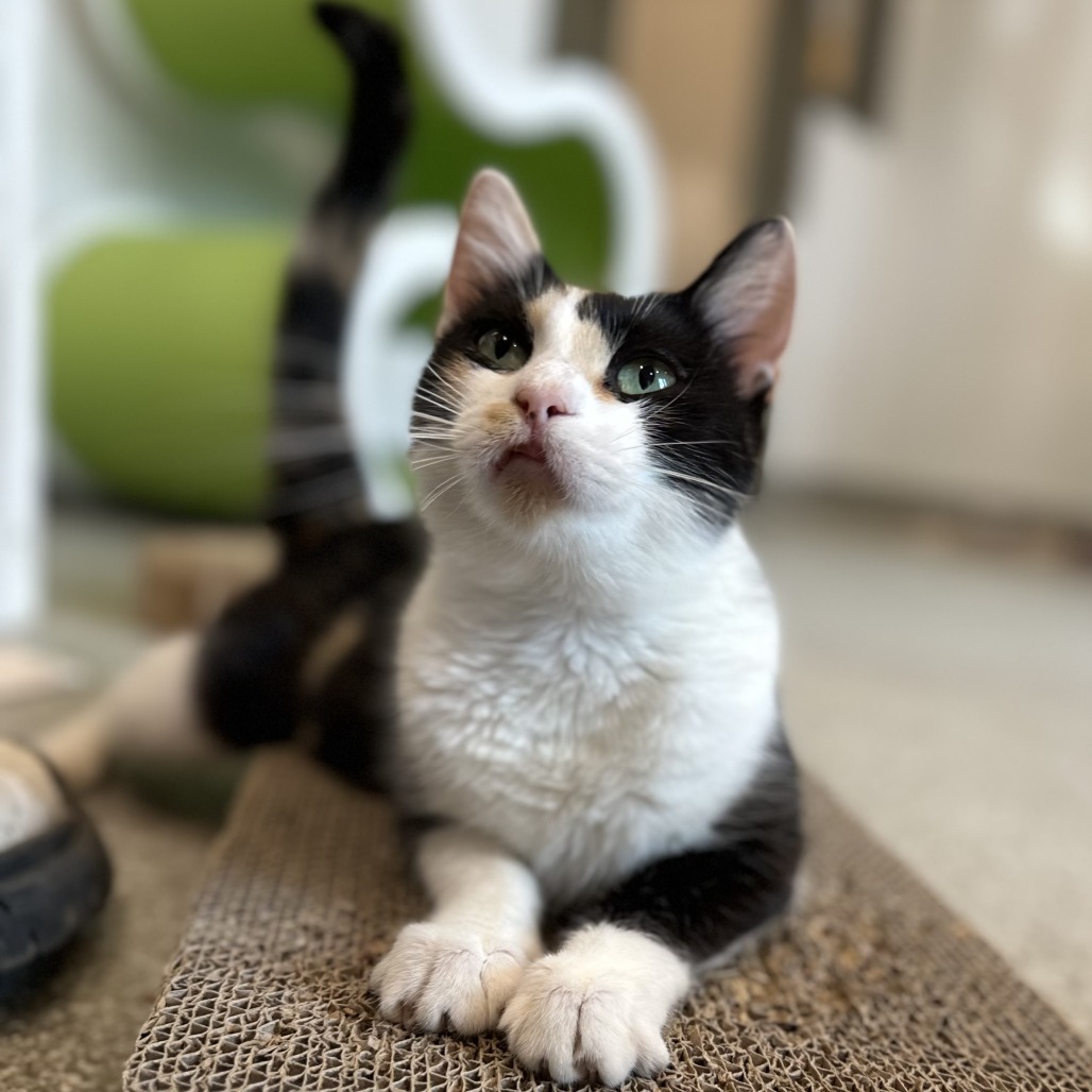 ICE CREAM SUNDAE - Domestic Shorthair available for adoption