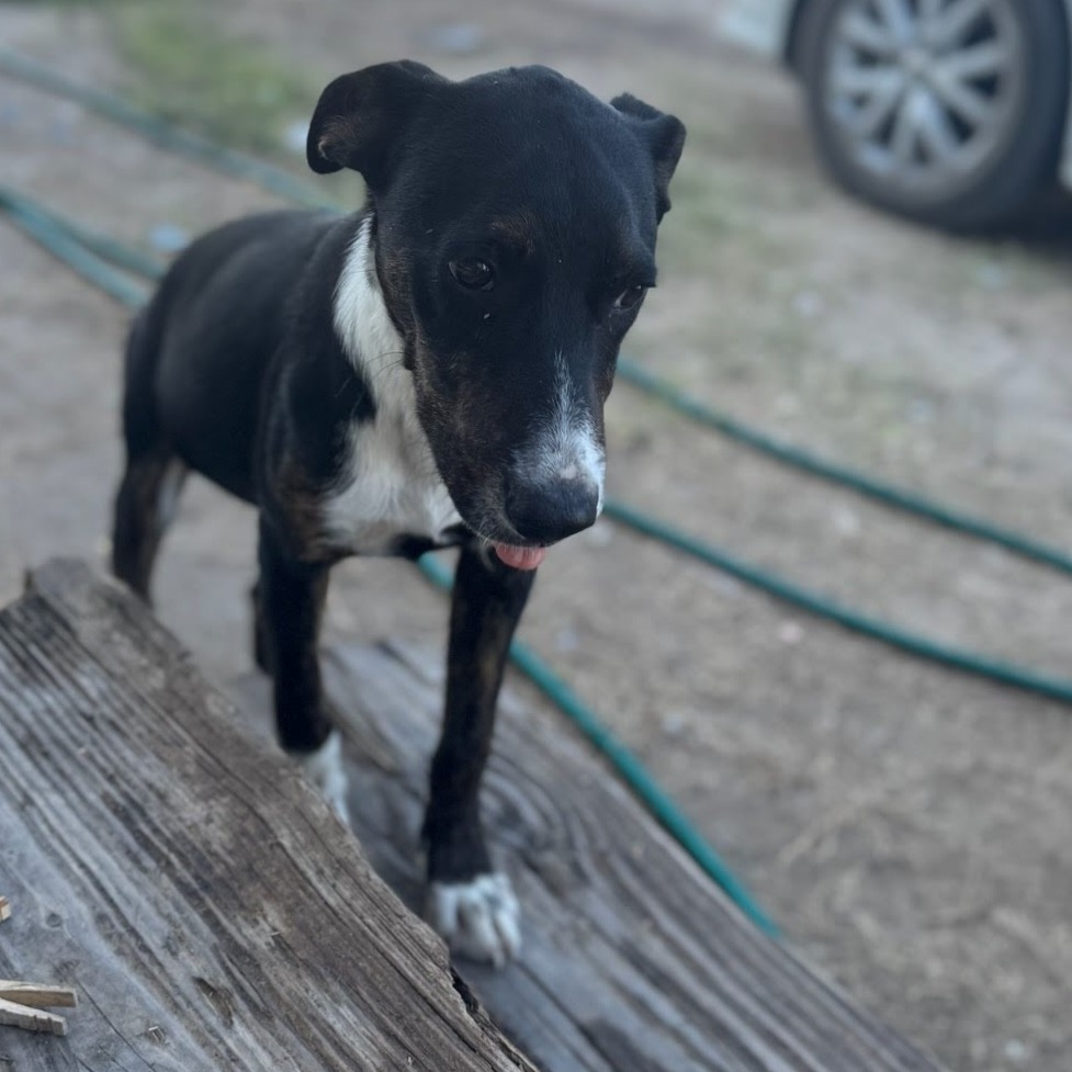 ROCCO - Shepherd for adoption in Edinburg