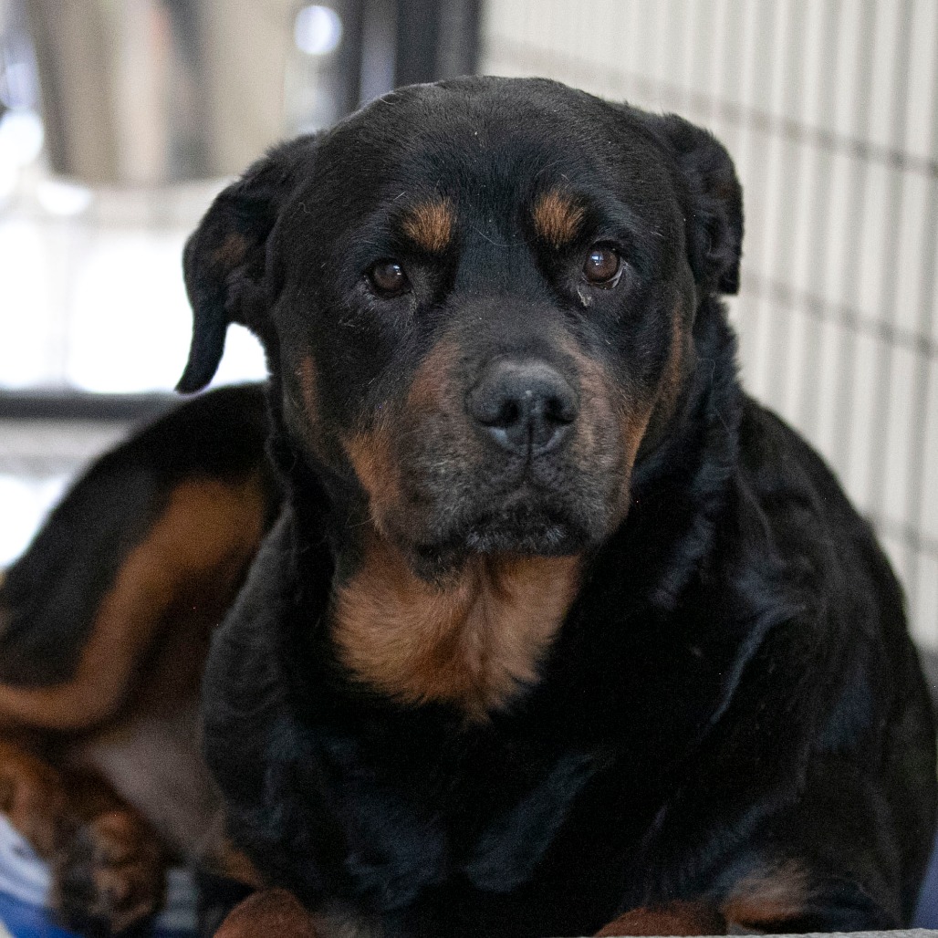 Layla (JN26-11), photo 11