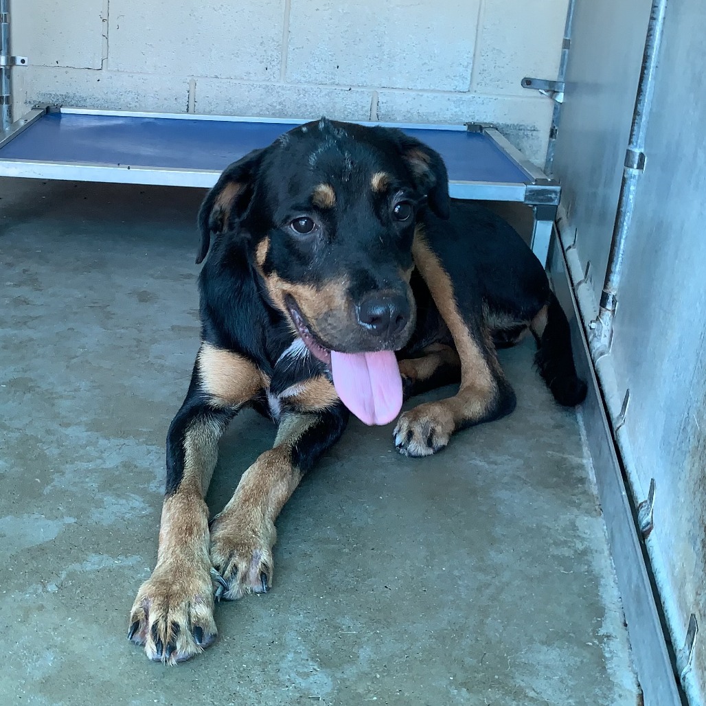 Kalua, available for adoption at PVAS