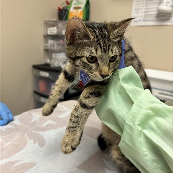 CANDY CORN CARLA - Domestic Shorthair available for adoption