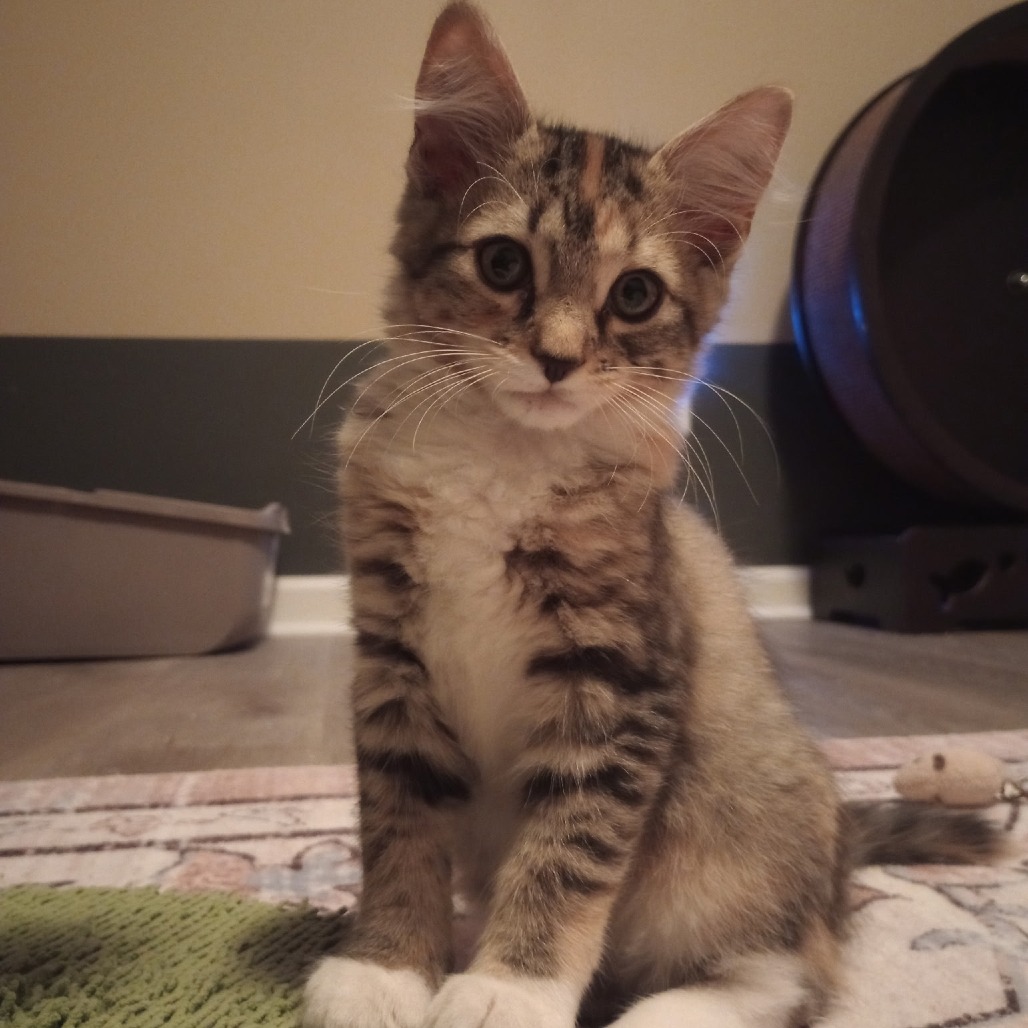 APPLESAUCE - Domestic Shorthair available for adoption