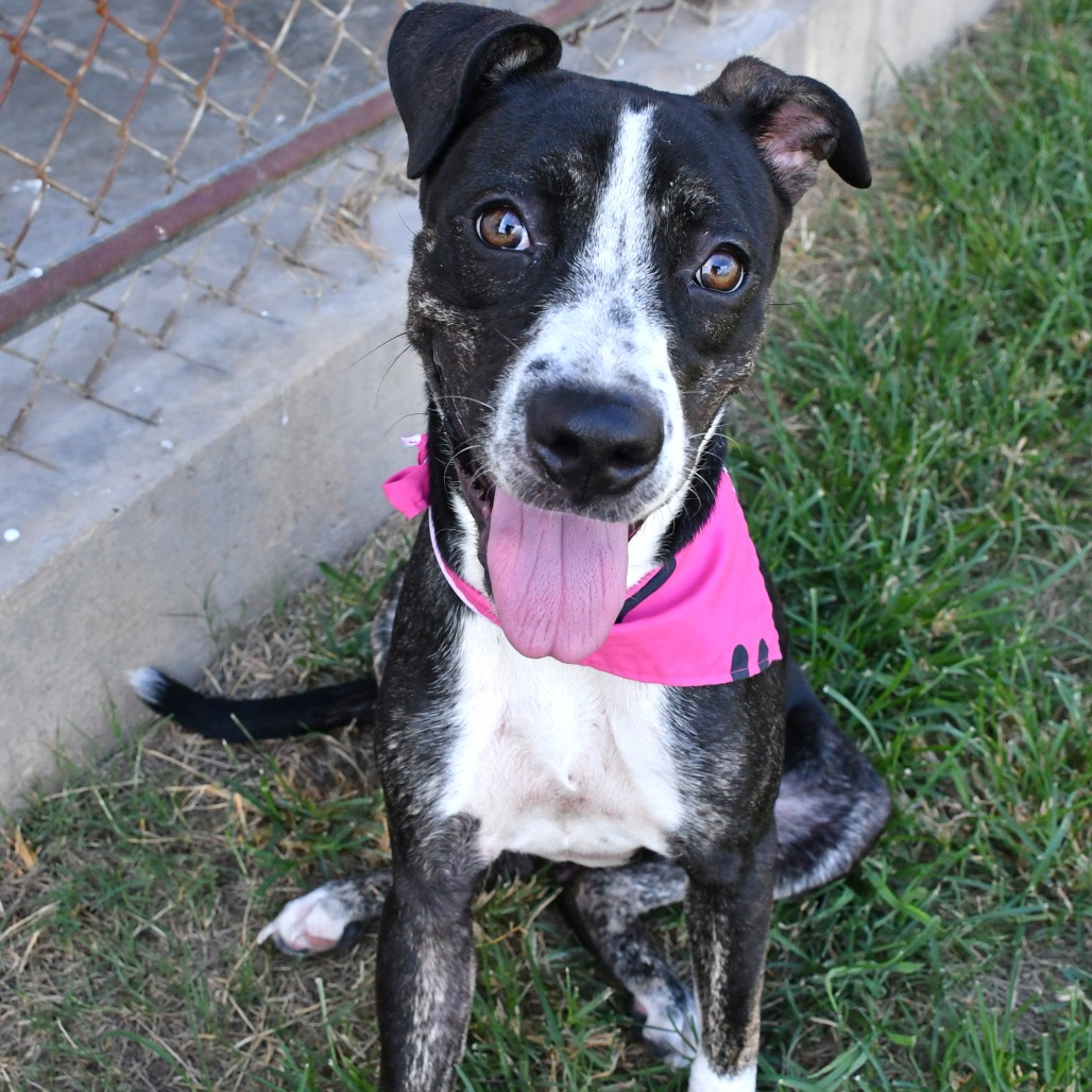 MADELINE - Terrier, Pit Bull / Hound available for adoption