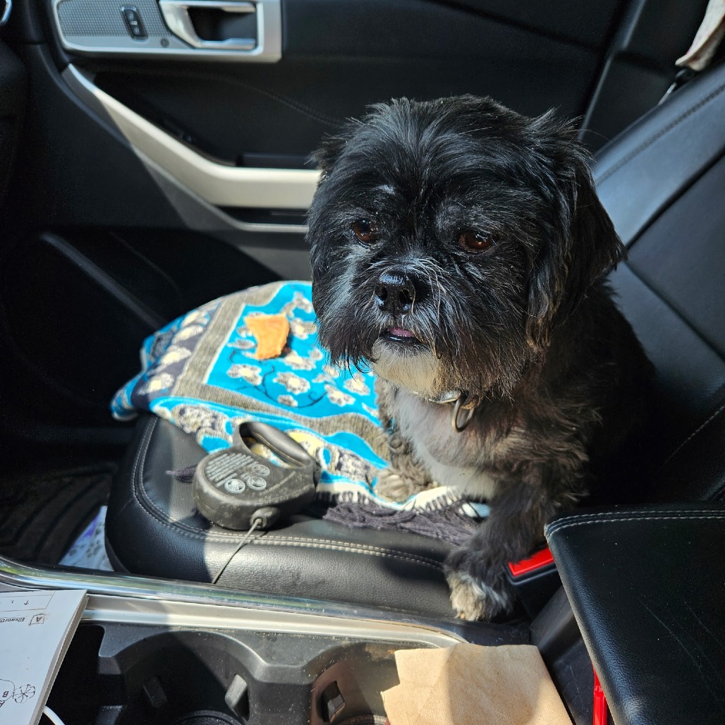 Chewy, photo 3
