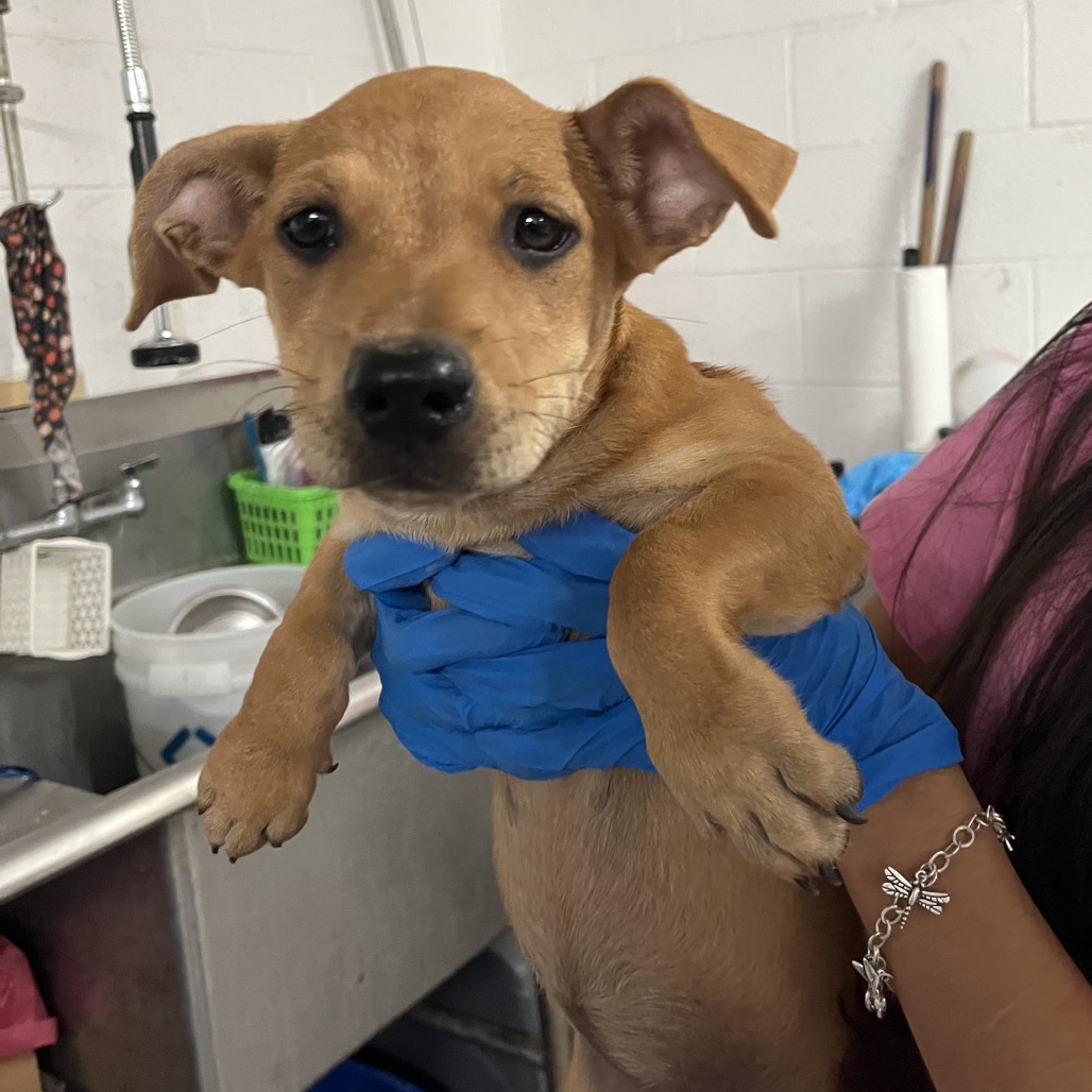 COSMO THE SPACEDOG - Mixed Breed (Medium) available for adoption