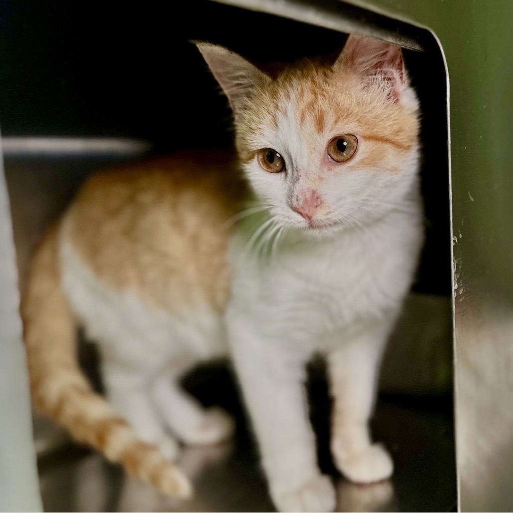 Bonnie — thumbnail 8